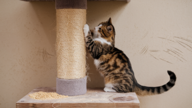 Cat Scratching Posts